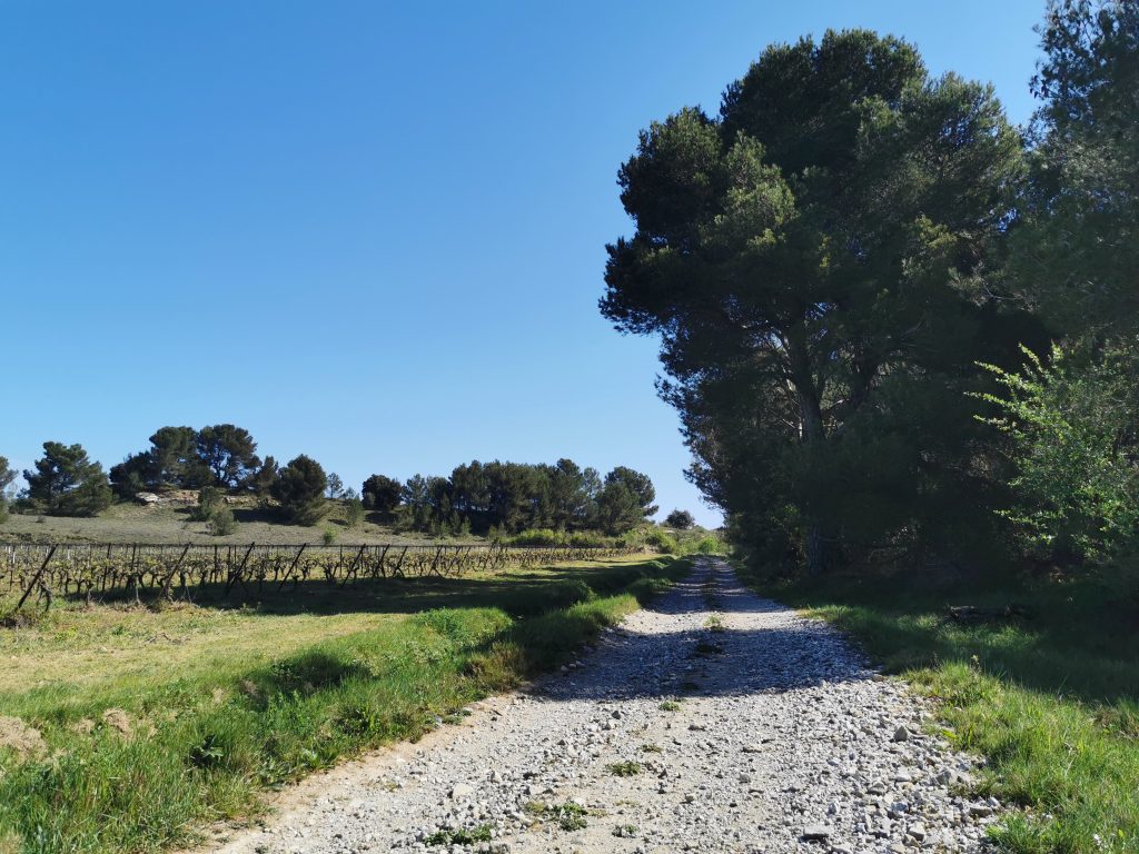 chemin au bord des vignes Villepeyroux-Forest AOP Minervois
